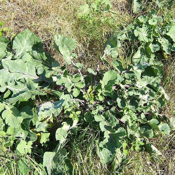 Cabbage Seed