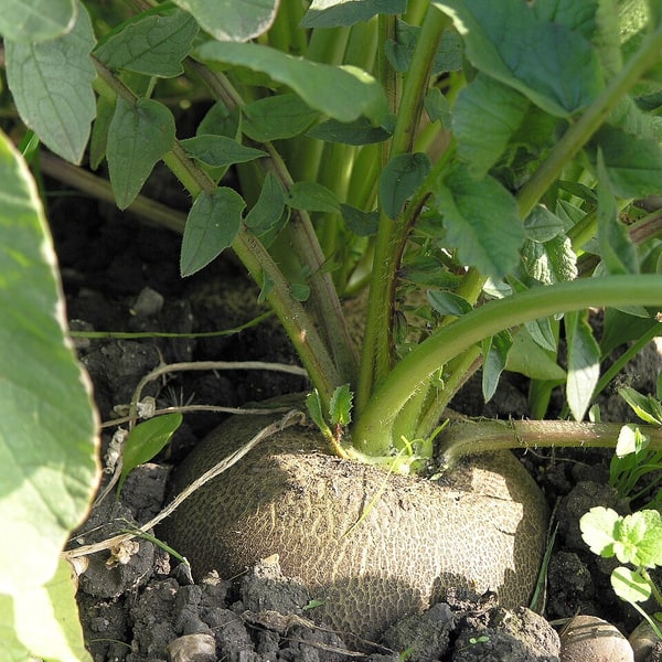 Radish Seed