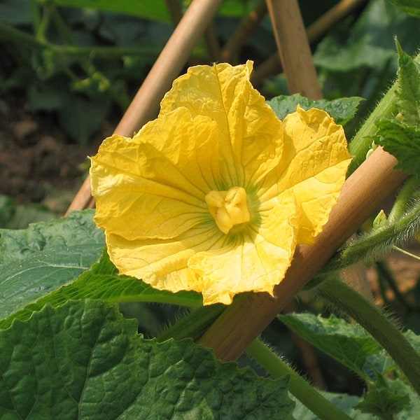 Ash Gourd Seed