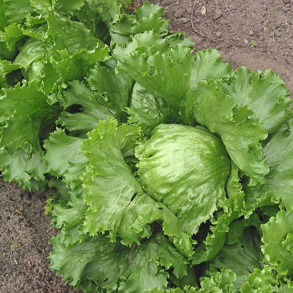 Lettuce Seed