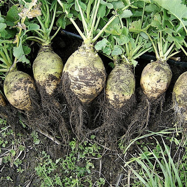 Turnip Seed