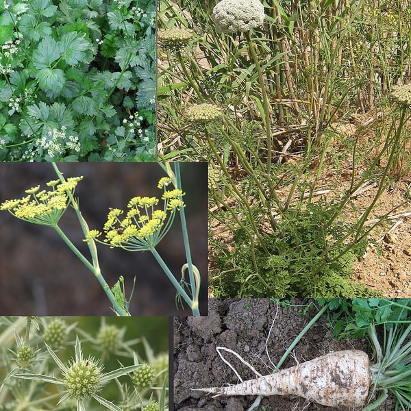Celery Seed