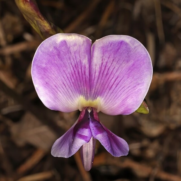 Hyacinth Bean Seed