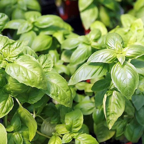 Basil Seed