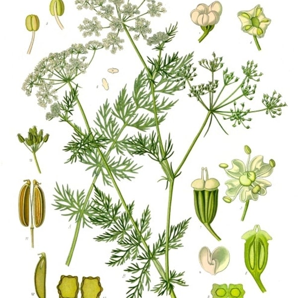 Fennel Seed for sowing