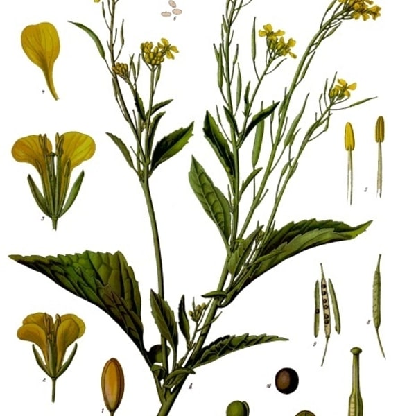 Mustard Leaf Seed