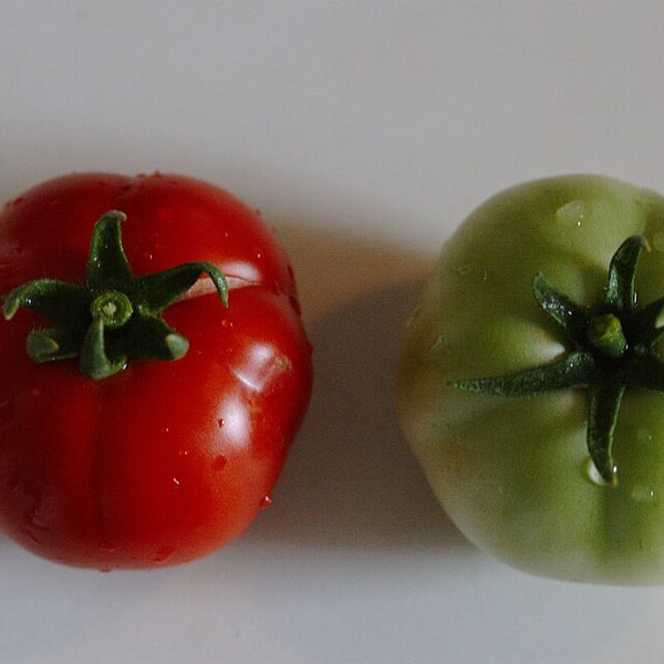 Hybrid Tomato Seed