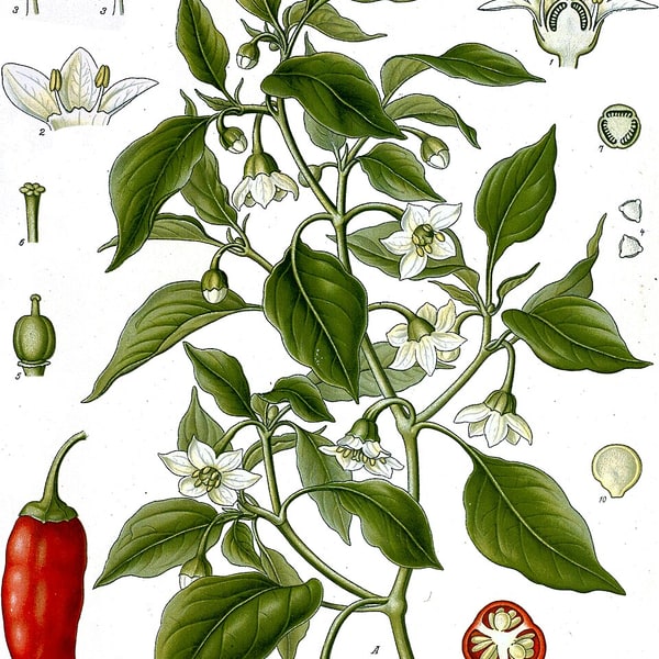 Hybrid Chilli Seed