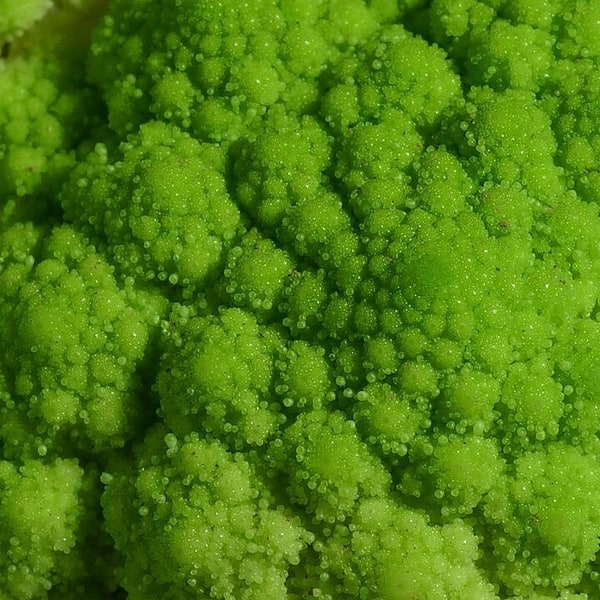Hybrid Cauliflower Seed