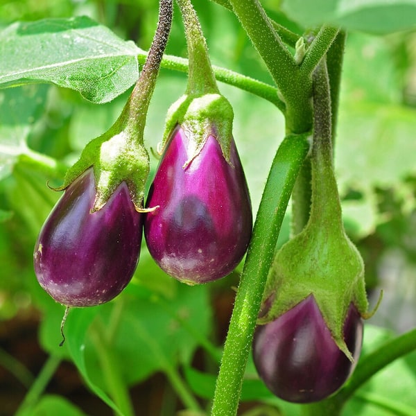 Hybrid Brinjal Seed
