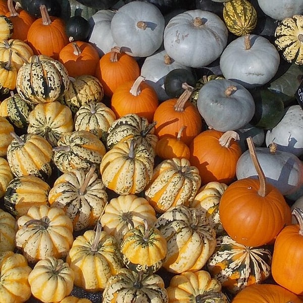 Hybrid Pumpkin Seed