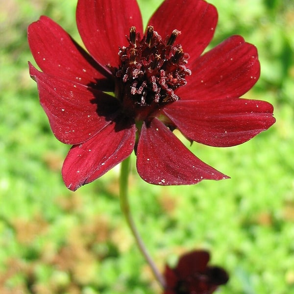 Cosmos Seed