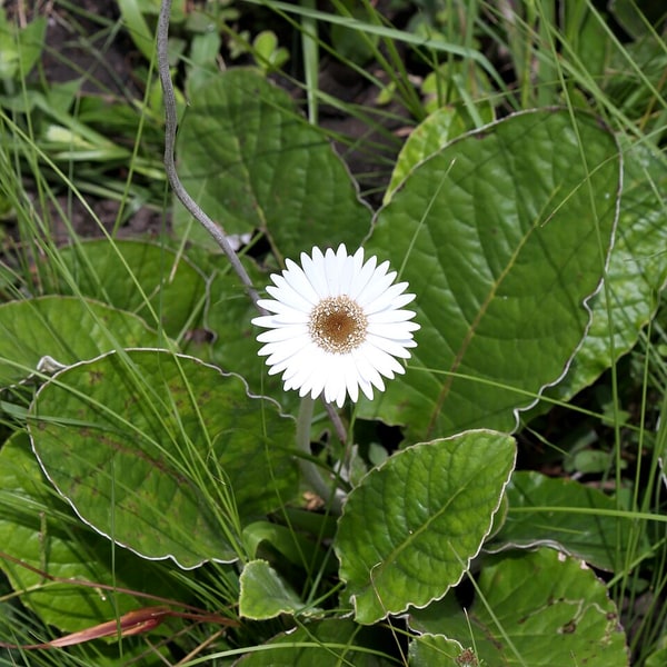 Gerbera Seed