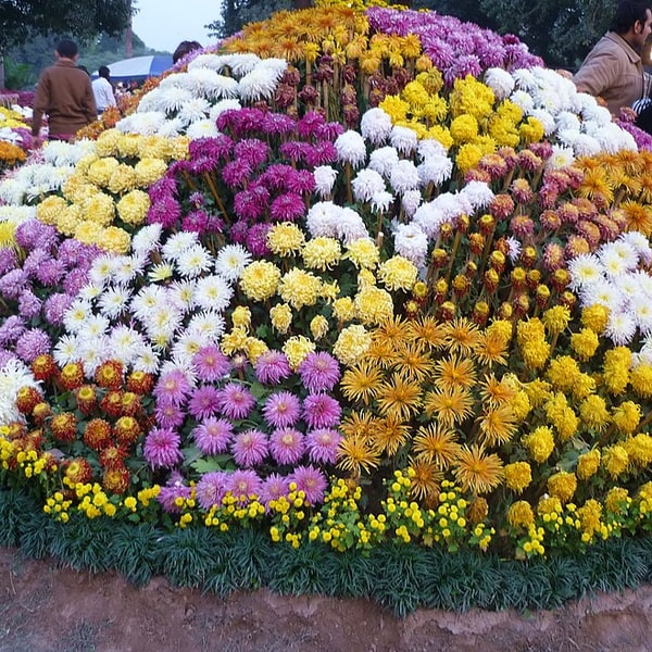 Chrysanthemum Seed