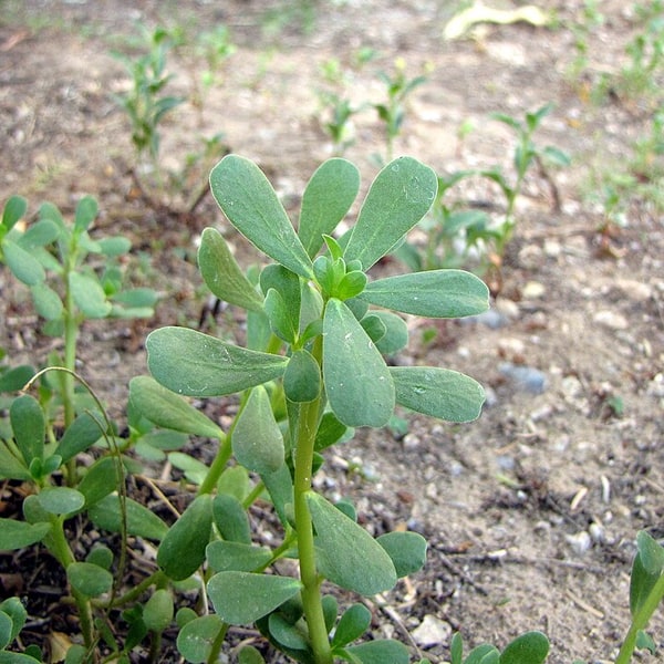 Portulaca Seed