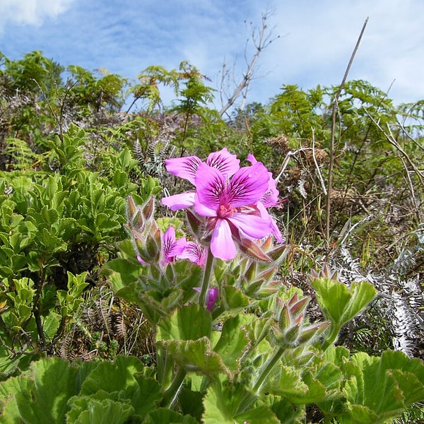 Geranium Seed