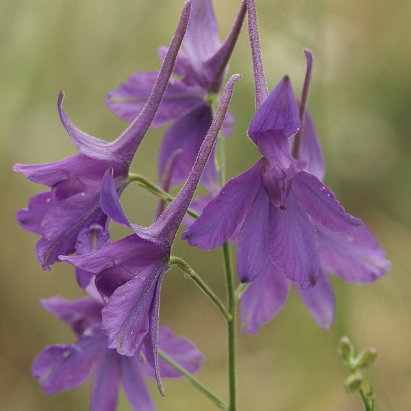 Larkspur Seed