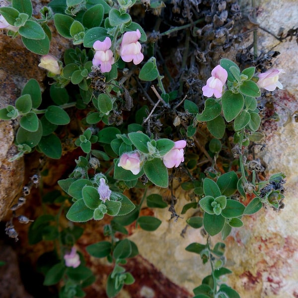 Snapdragon Seed