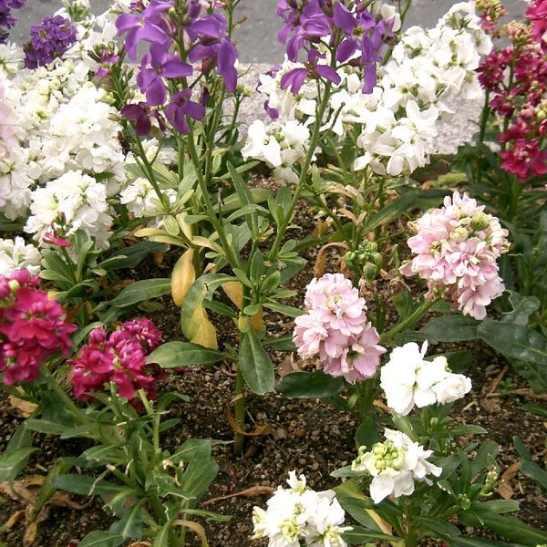 Stock Flower Seed