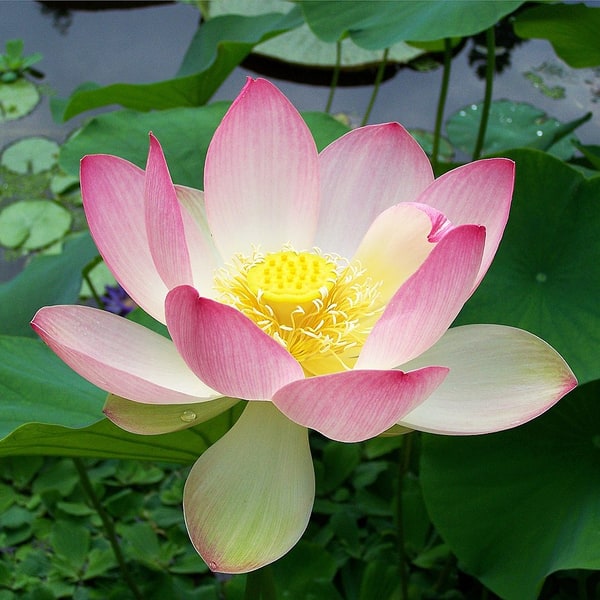 Lotus Seed for planting
