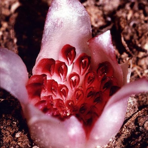Orchid Seed for propagation