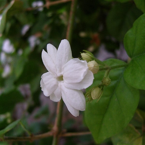Jasmine Seed