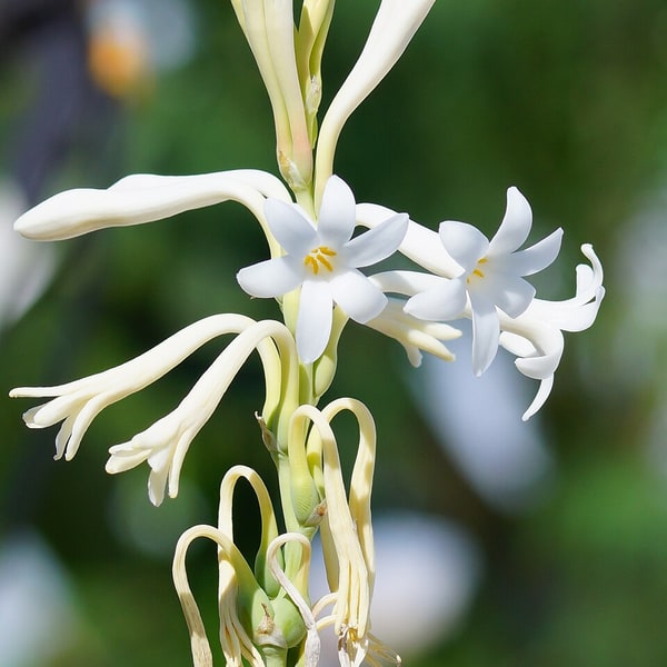 Tuberose Seed