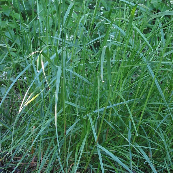 Rye Grass Seed