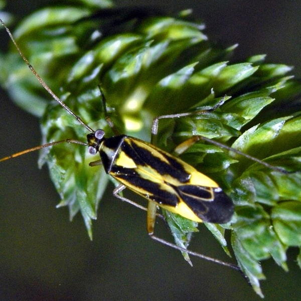 Timothy Grass Seed