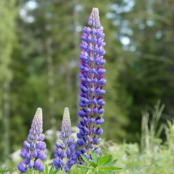 Australian Lupin Seed