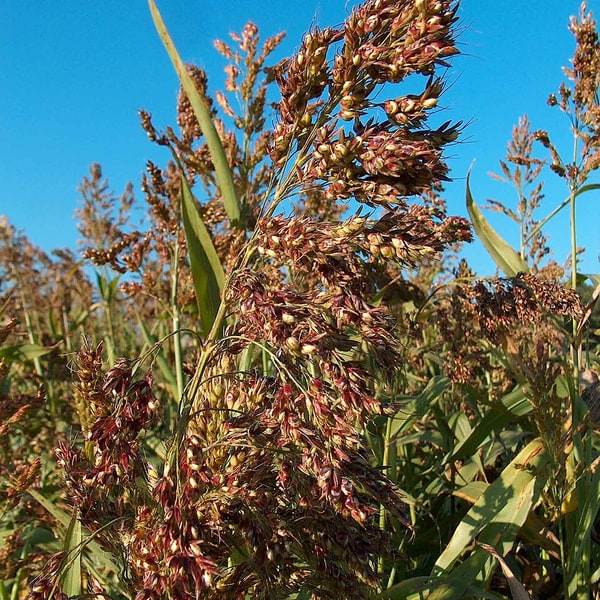 Sorghum Fodder Seed