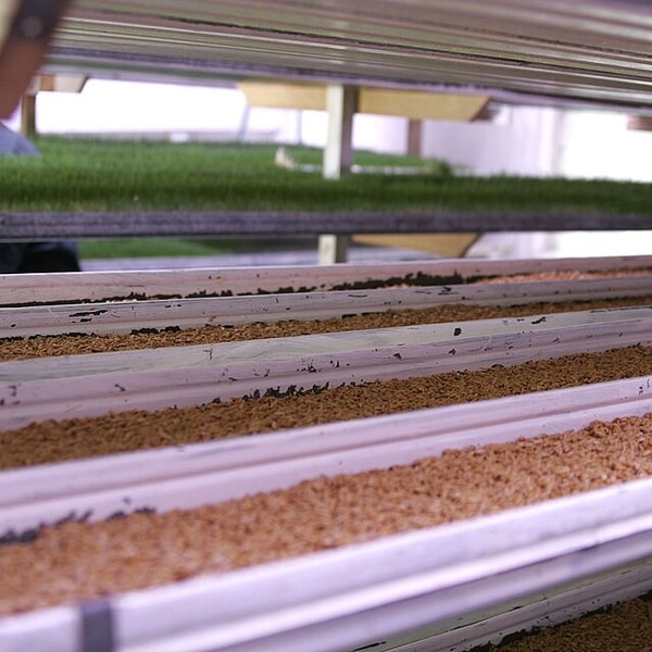 Fodder Turnip Seed