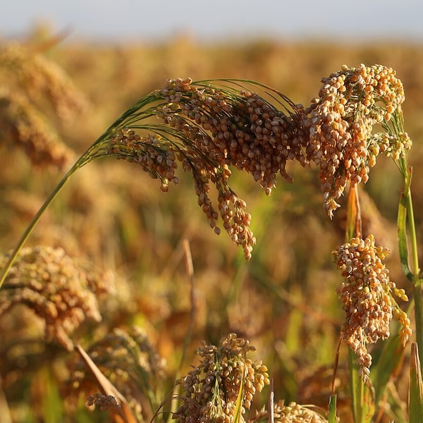 Fodder Pearl Millet Seed