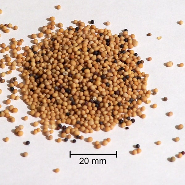 Fodder Mustard Seed