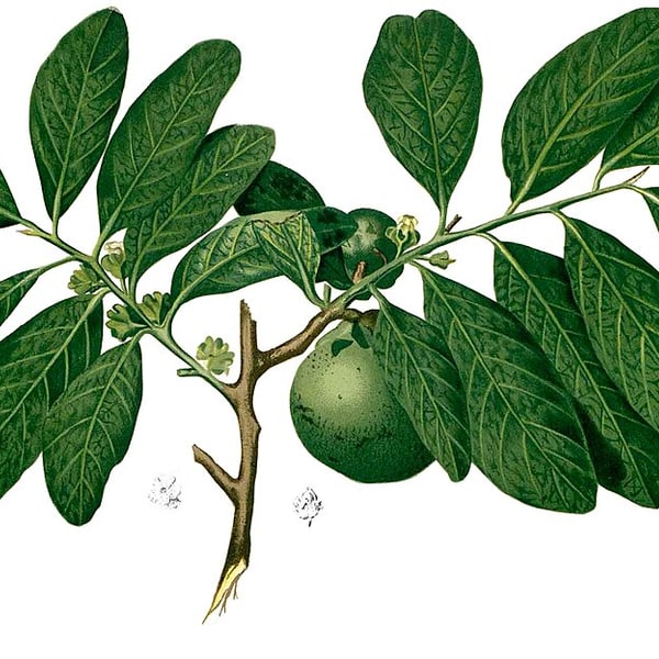 Sapota/Chikoo Seed