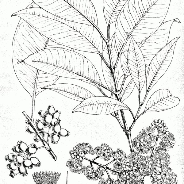 Jamun Seed
