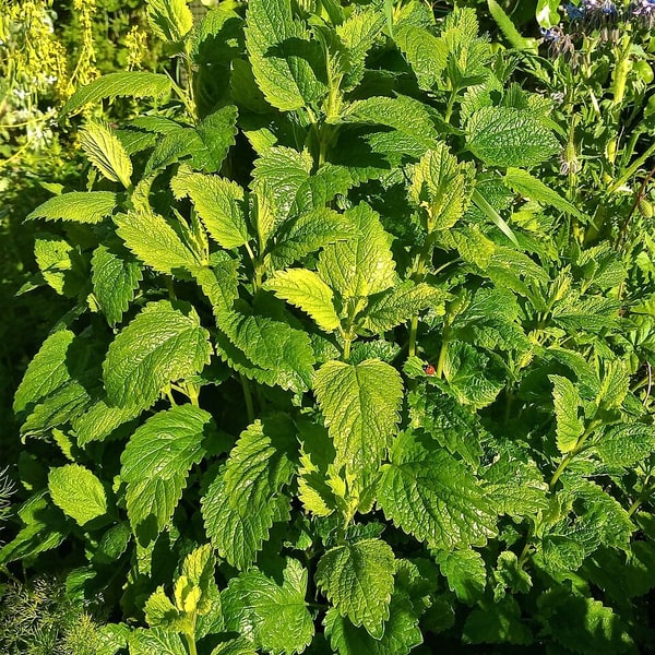Lemon Seed