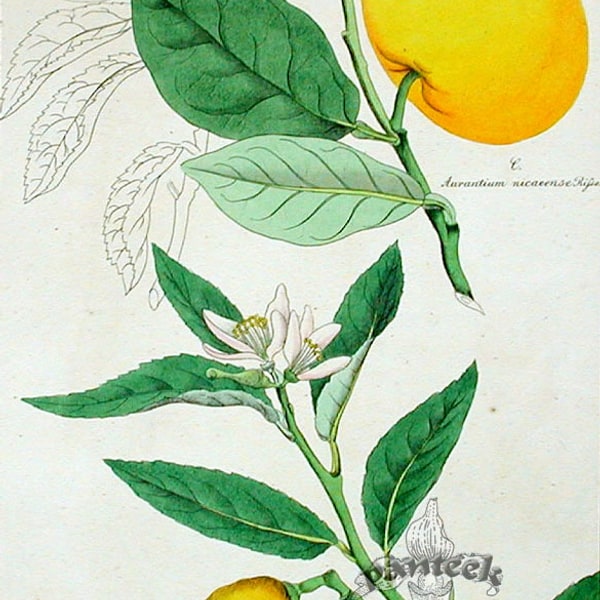 Sweet Lime Seed