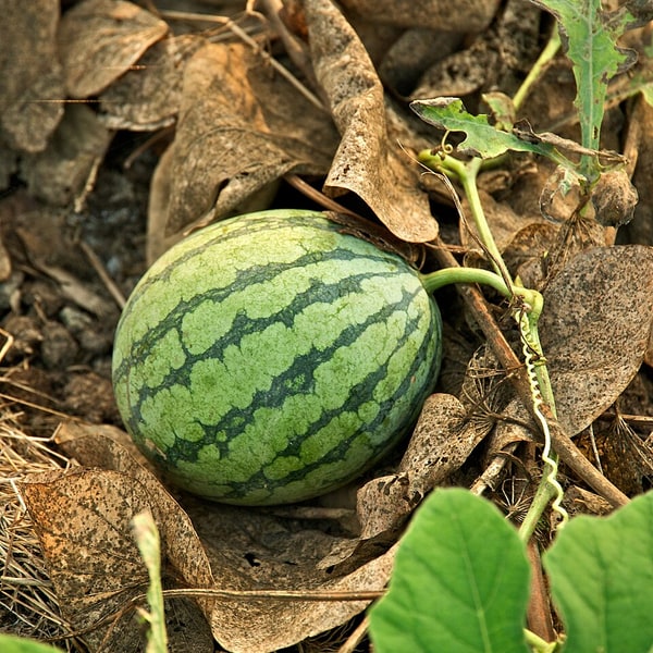 Watermelon Seed for planting