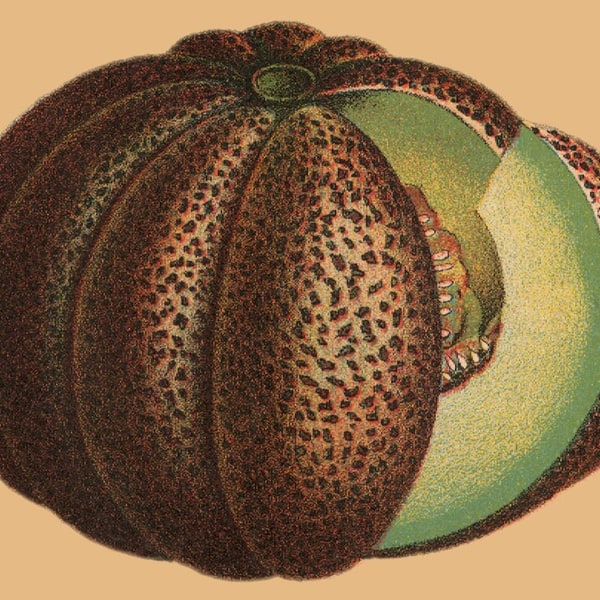 Muskmelon Seed for planting