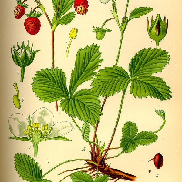 Strawberry Seed