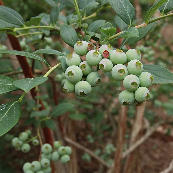Blueberry Seed