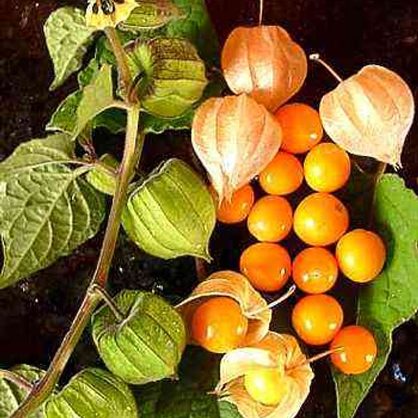 Gooseberry Seed
