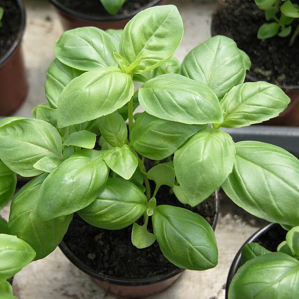 Tulsi/Basil Seed