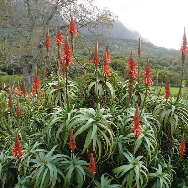 Aloe Vera Seed