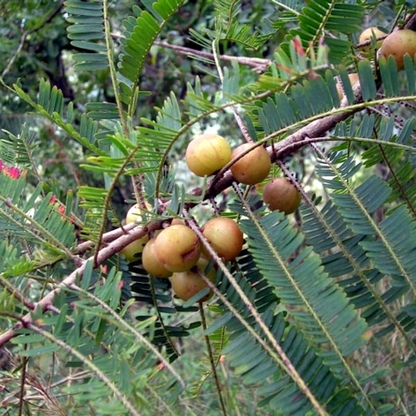 Amla Seed for planting