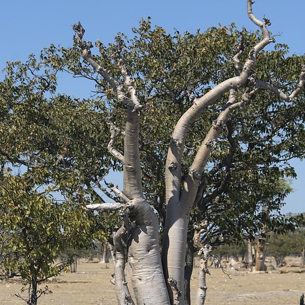 Moringa Seed