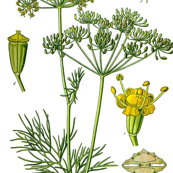 Dill Seed for planting