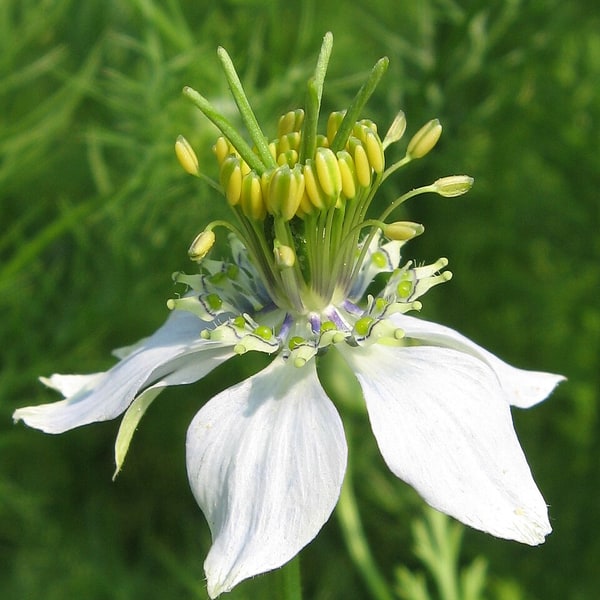Cumin Seed for planting