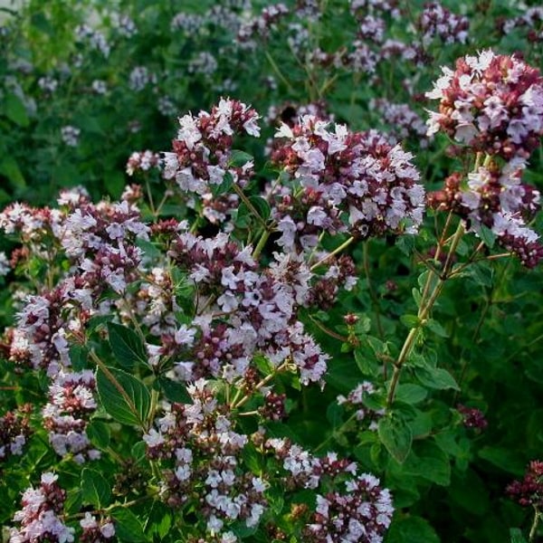 Marjoram Seed